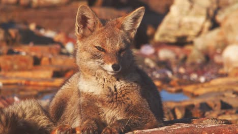 South-American-Gray-Fox-sitting-on-the-rock-watching-its-surrounding-,-closeup-sunning