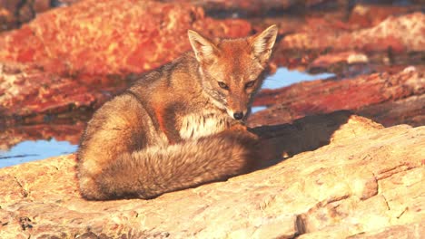 South-American-Gray-fox-sits-down-in-the-morning-light-to-dry-its-fur-and-cleans-up