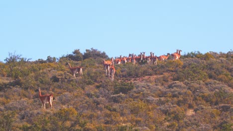 Herd-of-Guanaco-converges-together-to-walk-ahead-in-the-colorful-shrubs-with-background-of-cloudless-blue-sky