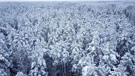 Snowy-winter-forest-fly-in-with-drone