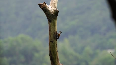 Pájaro-Carpintero-O-Dinopium-Javanense-O-Pelatuk-Besi-Indonesia-Picoteando-Y-Colgando-De-Un-árbol-En-El-Bosque-Indonesio-En-Un-Día-Soleado