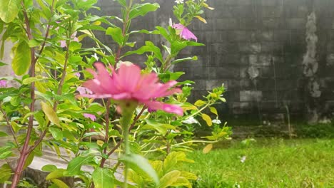 Rosa-Immergrünblume-Oder-Wüstenrose-Und-Mandevi