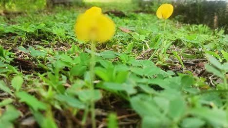 Gras-Mit-Verschwommenem-Vordergrund-Aus-Gelben-Blumen