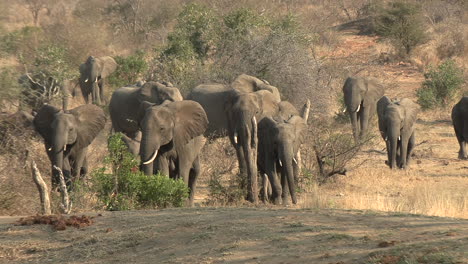 A-herd-of-elephants-emerges-from-the-bush-and-walks-purposefully-towards-a-waterhole