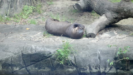 Otter-at-the-Singapore-Zoo-in-Mandai,-Singapore