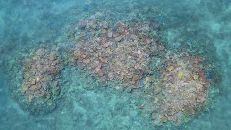 Atemberaubendes-Farbiges-Korallenriff-Ökosystem,-Betrachtet-Von-Hoch-Oben-Durch-Kristallklares-Wasser-Am-Great-Barrier-Reef