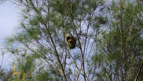 Weaver-Birds-Nest-on-a-Tree-in-Nature-Outdoor
