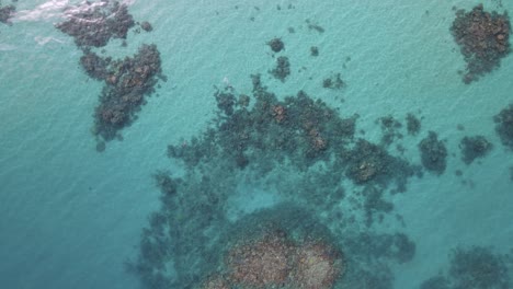 Buceadores-Disfrutando-De-Un-Baño-En-Un-Saludable-Sistema-De-Arrecifes-De-Coral-En-El-Parque-Marino-De-La-Gran-Barrera-De-Coral
