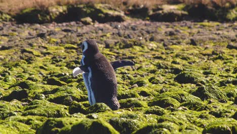 Magellanic-Penguin-standing-on-rocks-covered-with-green-algae-flaps-its-small-wings-and-short-tail-during-preening