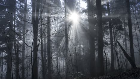 Mystischer-Wald-Mit-Sonnenschein-Und-Nebel