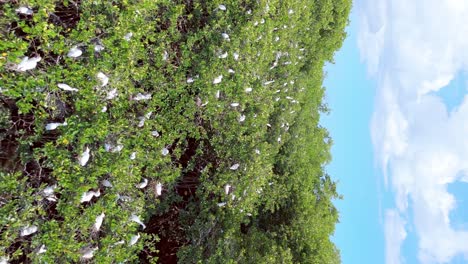 Birds-habitat-in-the-tourist-beach-area-in-Boca-Chica,-Dominican-Republic_vertical-shot
