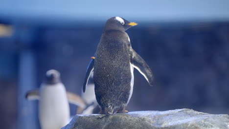 Pingüino-Papúa-En-El-Paraíso-De-Las-Aves-En-Mandai,-Singapur