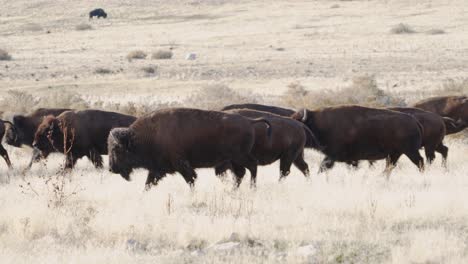 American-bison-herd-on-the-move---galloping-on-the-grassland-plains