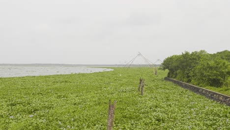mangroves-,The-African-Rivermoss-,Vembanat-backwater-is-dense-with-African-algae-,-Tanneermukkam-bund,-embankment-and-moss-,-Chinese-fishing-net-,-salvinia-molesta