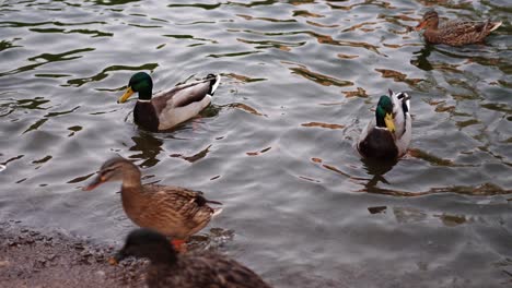 slow-motion-of-ducks-on-the-surface-of-a-lake-with-waves