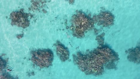 Taucher-Im-Klaren-Blauen-Meerwasser-Erkunden-Ein-Korallenriff-Ökosystem-Am-Great-Barrier-Reef