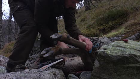 Hunter-lifting-and-handling-deer-carcass-after-hunting-in-the-forest-at-dawn