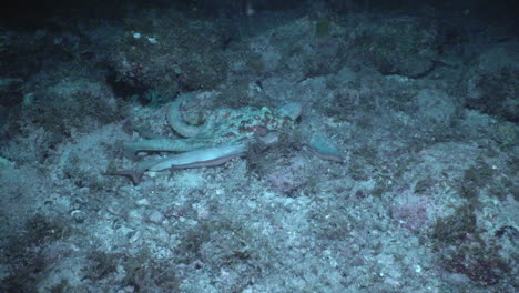 At-night,-a-Caribbean-reef-octopus-creeps-along-the-sandy-ocean-floor