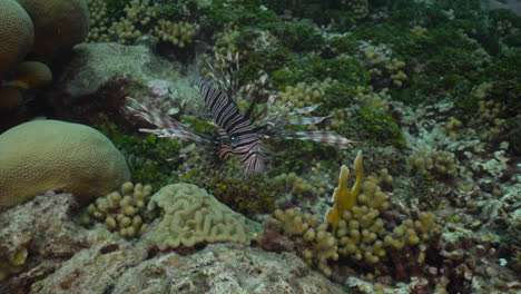 A-small-lionfish-sways-in-the-current-above-a-colorful-and-vibrant-coral-reef-in-the-Caribbean-sea