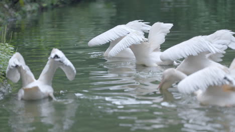 Großer-Weißer-Pelikan-Im-Zoo-Von-Singapur-In-Mandai,-Singapur
