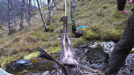 Hunter-hoisting-deer-carcass-up-in-tree-for-slaughter-and-splitting-process