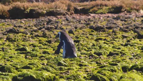 Un-Solo-Pingüino-De-Magallanes-Camina-Por-La-Costa-Rocosa-Cubierta-De-Algas-Verdes.