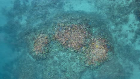 Descendiendo-En-Espiral-Sobre-Un-Impresionante-Ecosistema-De-Arrecifes-De-Coral-De-Colores-En-La-Gran-Barrera-De-Coral