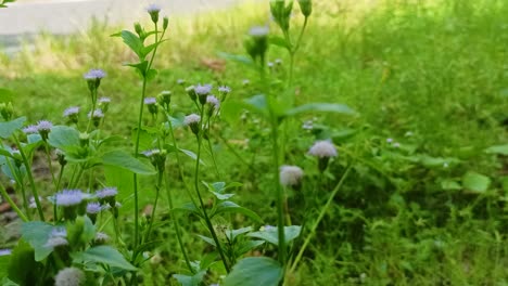 view-of--green-Ageratum-Conyzoides-Flowers