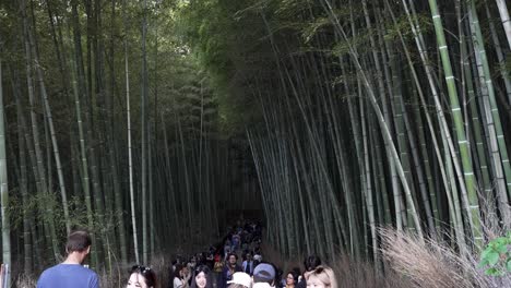 Multitudes-Ocupadas-A-Lo-Largo-Del-Camino-Explorando-El-Bosque-De-Bambú-De-Arashiyama-En-Kioto