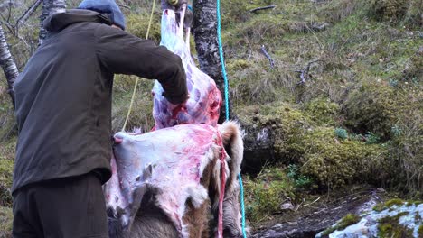 Hunter-removing-skin-from-deer-buck-carcass-after-succesful-hunt