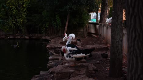 Muscovy-ducks-resting-on-the-shore-of-a-lake-at-dusk