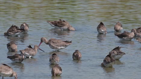 Busy-foraging-under-water-using-their-long-bills-to-reach-for-their-food-deep-in-the-mud-through-the-water,-Black-tailed-Godwit-Limosa-limosa,-Thailand