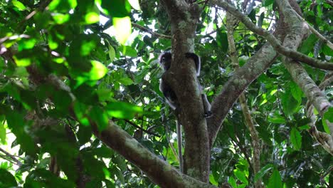 Looking-to-the-left-while-it-s-body-is-hidden-behind-the-trunk,-Spectacled-Leaf-Monkey-Trachypithecus-obscurus,-Thailand