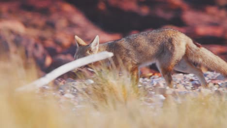 Patagonian-fox-ambling-over-the-sandy-surface-between-the-dry-grasses-in-search-of-food