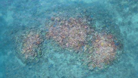 Spectacular-coloured-coral-reef-ecosystem-part-of-The-Great-Barrier-Reef-viewed-from-above-through-crystal-clear-ocean-water