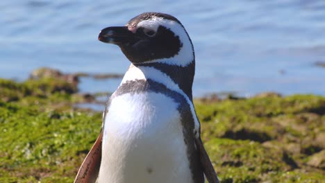 Nahaufnahme-Eines-Pinguinvogels,-Der-Nach-Dem-Auftauchen-Aus-Dem-Meer-Sorgfältig-Seine-Federn-Reinigt