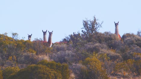 Herd-of-alert-looking-Guanacos-looking-down-the-slope-with-their-ears-erect-and-blue-sky-behind