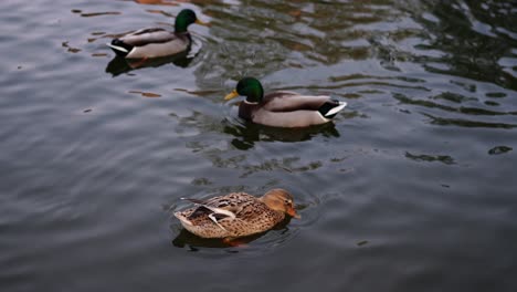 ducks-resting-on-the-surface-of-the-lake