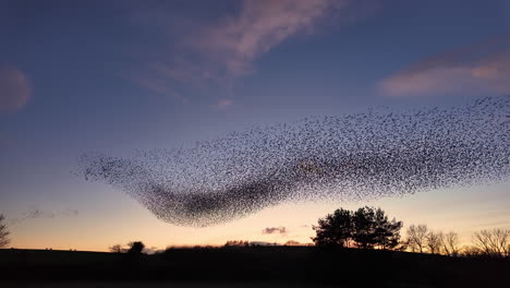 Starling-murmuration-performs-aerial-acrobatics-in-the-winter-evening-sky