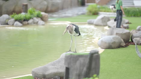 Cigüeña-Marabú-En-El-Paraíso-De-Las-Aves-En-Mandai,-Singapur