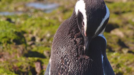 Kreisförmige-Filmaufnahme-Eines-Magellan-Pinguinvogels,-Der-Bei-Schönem-Licht-Damit-Beschäftigt-Ist,-Seine-Kurzen-Federn-Zu-Putzen