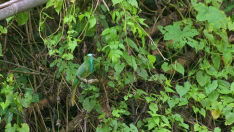 Camera-zooms-in-revealing-this-individual-looking-around-for-food,-Blue-bearded-Bee-eater-Nyctyornis-athertoni,-Thailand
