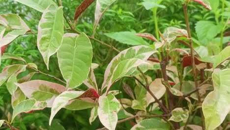 Color-change-Of-Plant-Leaves-Excoecaria-Cochinchinensis