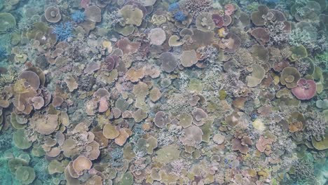 Mehrere-Arten-Leuchtend-Gefärbter-Korallen-Auf-Einem-Gesunden-Riffsystem,-Von-Oben-Betrachtet