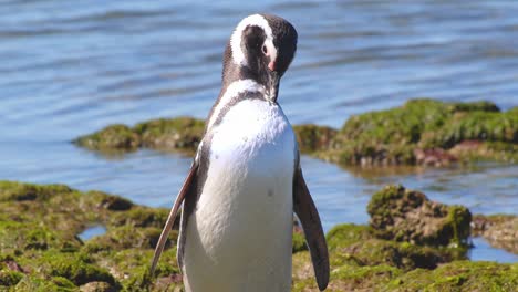 Closeup-of-Magellanic-Penguin-Preening-flapping-its-wings-and-shaking-its-head-on-a-green-algae-covered-rocky-shore