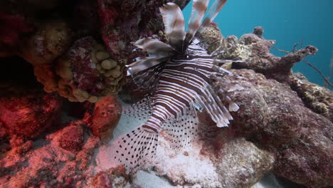 Ein-Großer-Rotfeuerfisch-Schwebt-Neben-Den-Gesunden-Und-Farbenfrohen-Korallen-Des-Karibischen-Meeres