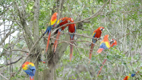 Guacamaya-Roja-En-El-Paraíso-De-Las-Aves-En-Mandai,-Singapur