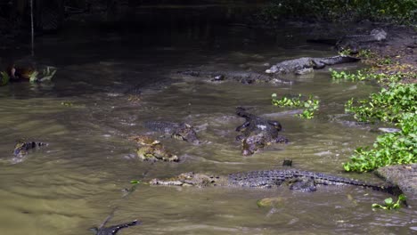 Feeding-The-Float-Of-Crocodiles-In-The-Water-At-Barnacles-Crocodile-Farm-In-Teritip,-Balikpapan,-Indonesia