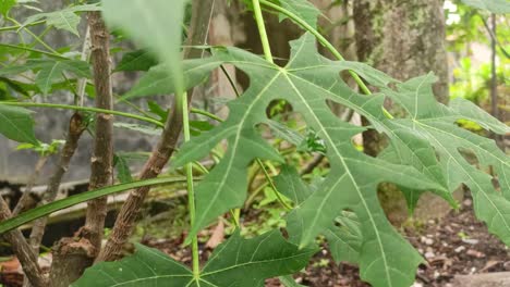 Chaya-Spinach-Plant-close-up