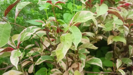 Hermosa-Textura-De-Hojas-De-Plantas-De-Color-Rojo-Y-Verde-Excoecaria-Cochinchinensis